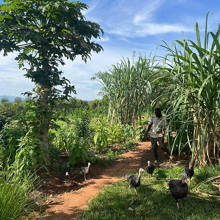 Rutete Eco Lodge Rwinkwavu エクステリア 写真