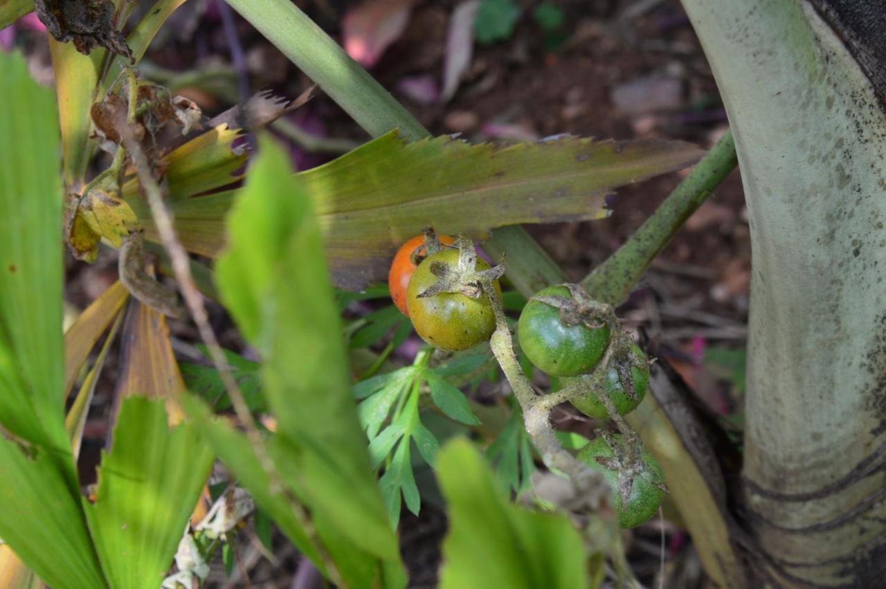 Rutete Eco Lodge Rwinkwavu エクステリア 写真