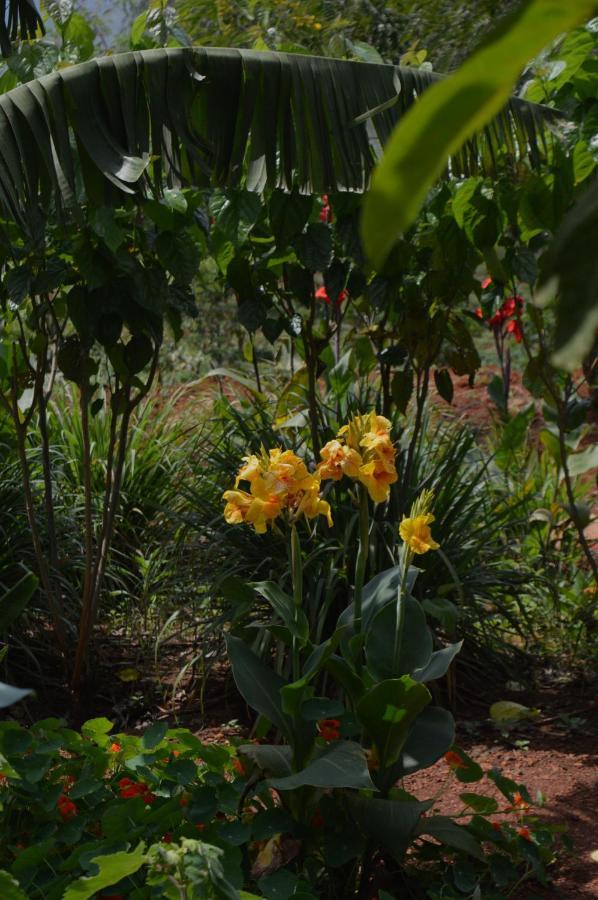 Rutete Eco Lodge Rwinkwavu エクステリア 写真