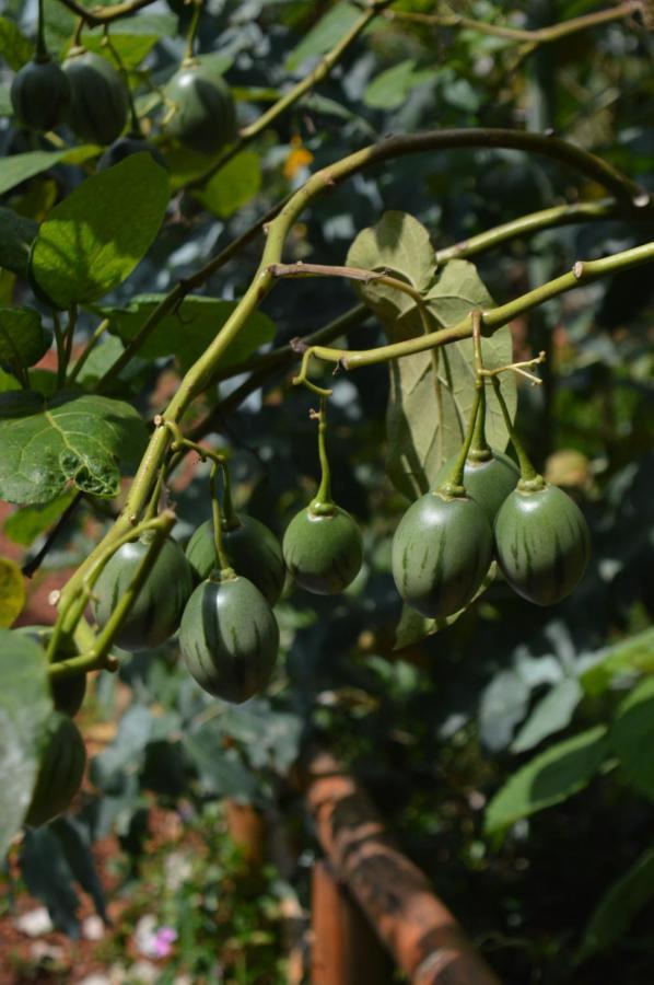 Rutete Eco Lodge Rwinkwavu エクステリア 写真