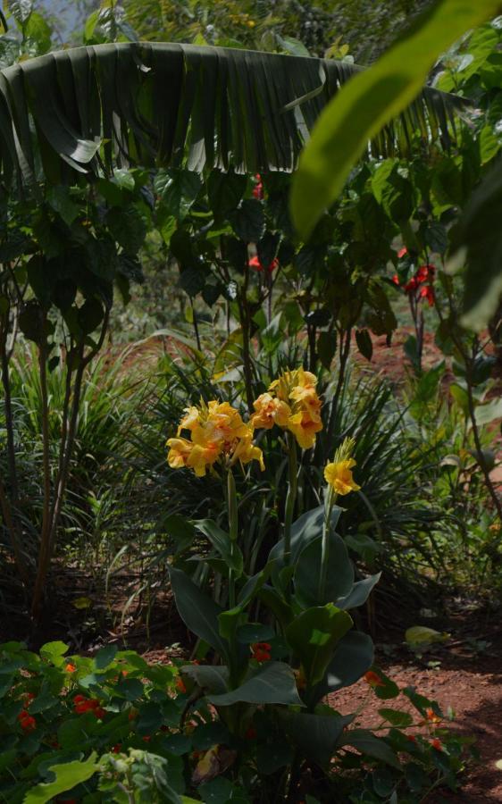Rutete Eco Lodge Rwinkwavu エクステリア 写真