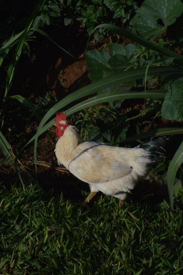 Rutete Eco Lodge Rwinkwavu エクステリア 写真