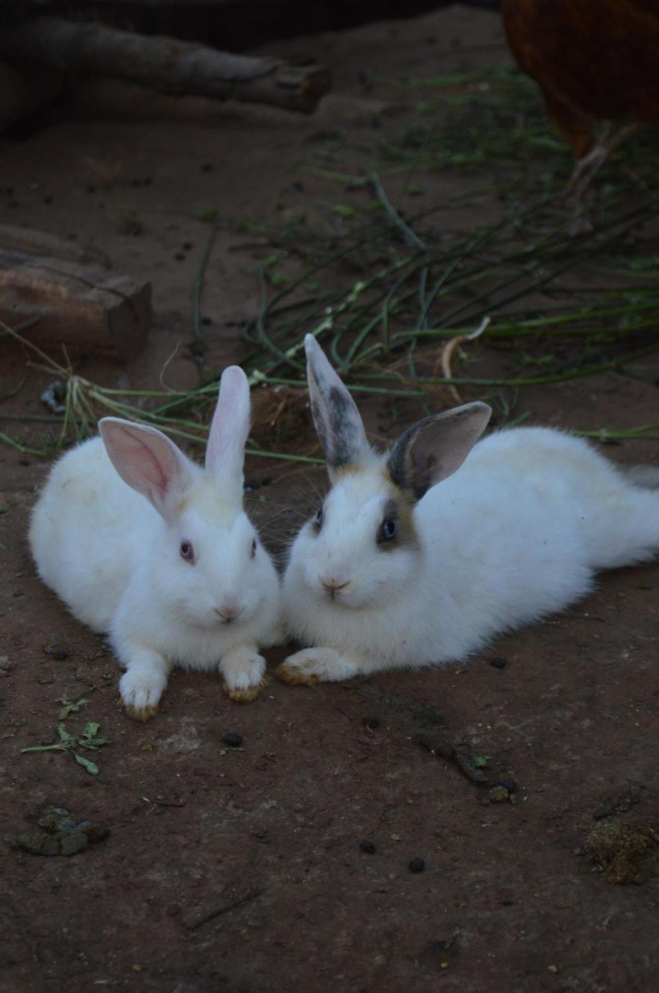 Rutete Eco Lodge Rwinkwavu エクステリア 写真