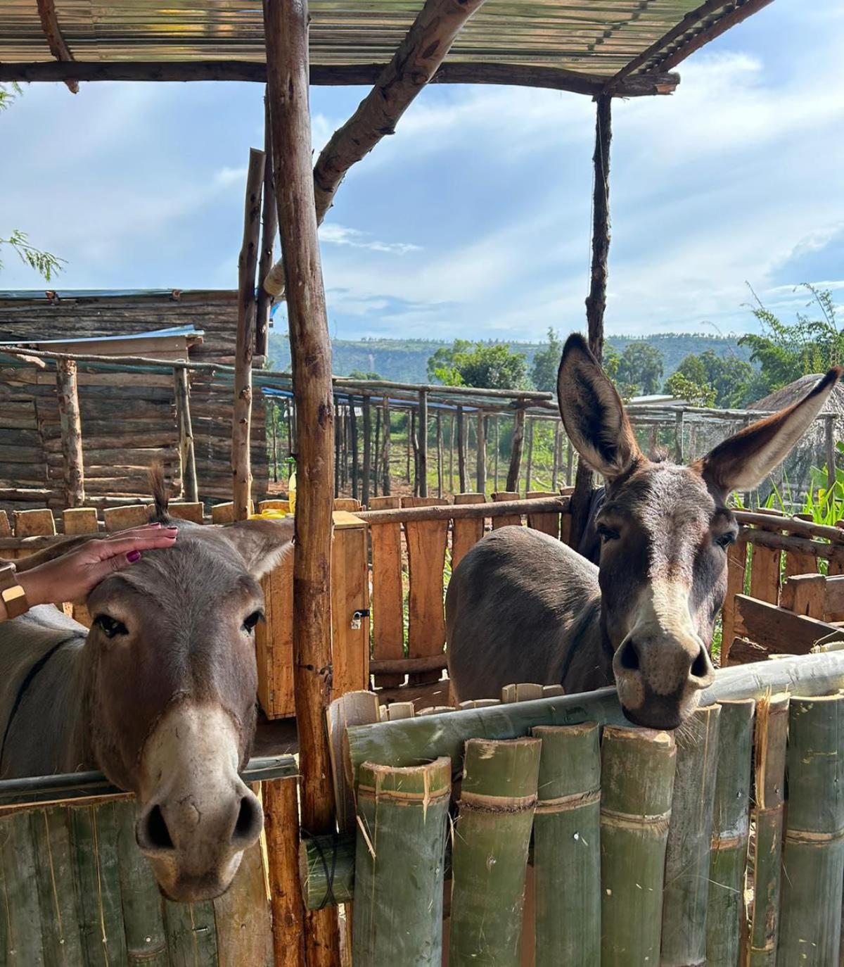 Rutete Eco Lodge Rwinkwavu エクステリア 写真