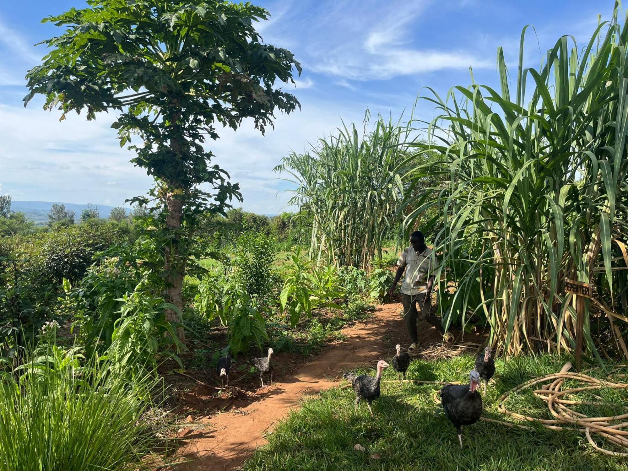 Rutete Eco Lodge Rwinkwavu エクステリア 写真